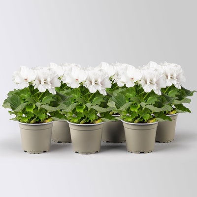 Edelgeranie Bella Donna® 'Don Palido®', weiß, Topf-Ø 12 cm, 6 Pflanzen