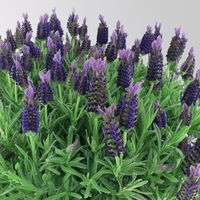 Lavendel 'Purple Flag' violett, Topf-Ø 23 cm