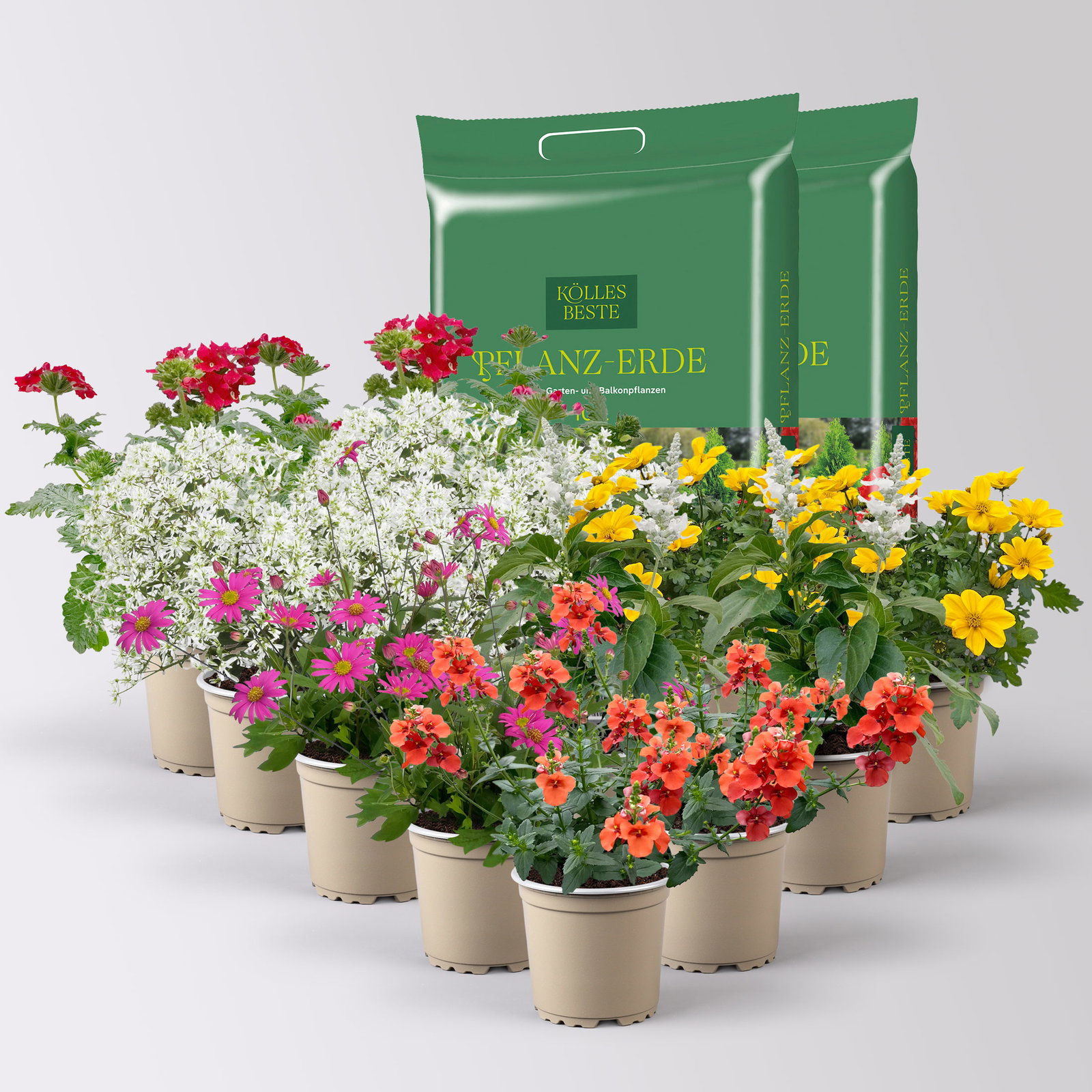 Pflanzenkreation 'Insektenbuffet', bunt 12 Pflanzen inkl. Erde