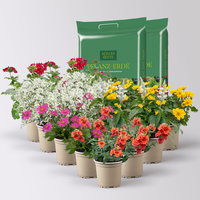 Pflanzenkreation 'Insektenbuffet', bunt 12 Pflanzen inkl. Erde