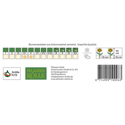 Tulpen 'Joy of Spring', zerfranst, 7 Blumenzwiebeln, Größe 11/12