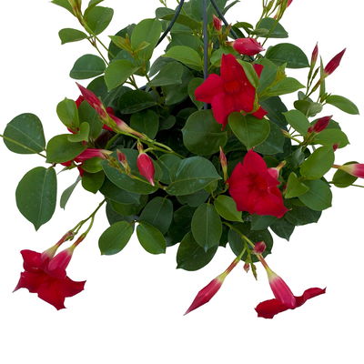 Dipladenie, rot, Ampeltopf-Ø 25/27 cm