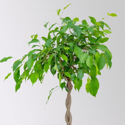 Birkenfeige 'Excotica', Flechtstamm, Topf-Ø 17 cm, Höhe ca. 70 cm Birkenfeige 'Excotica', Flechtstamm, Topf-Ø 17 cm, Höhe ca. 70 cm