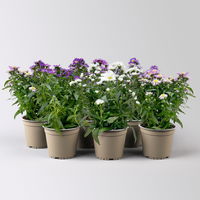 Aster novi-belgii Farben zufällig, Topf-Ø 12 cm, 6er-Set