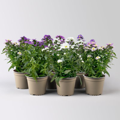 Aster novi-belgii Farben zufällig, Topf-Ø 12 cm, 6er-Set Aster novi-belgii Farben zufällig, Topf-Ø 12 cm, 6er-Set