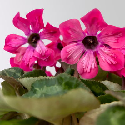 Alpenveilchen 'Petticoat Pink', pink, Topf-Ø 10,5 cm, 4 Pflanzen Alpenveilchen 'Petticoat Pink', pink, Topf-Ø 10,5 cm, 4 Pflanzen