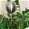 Beetstecker Rosenkugel, 20 cm, Edelstahl / matt gebürstet, Rosenstab 80 cm