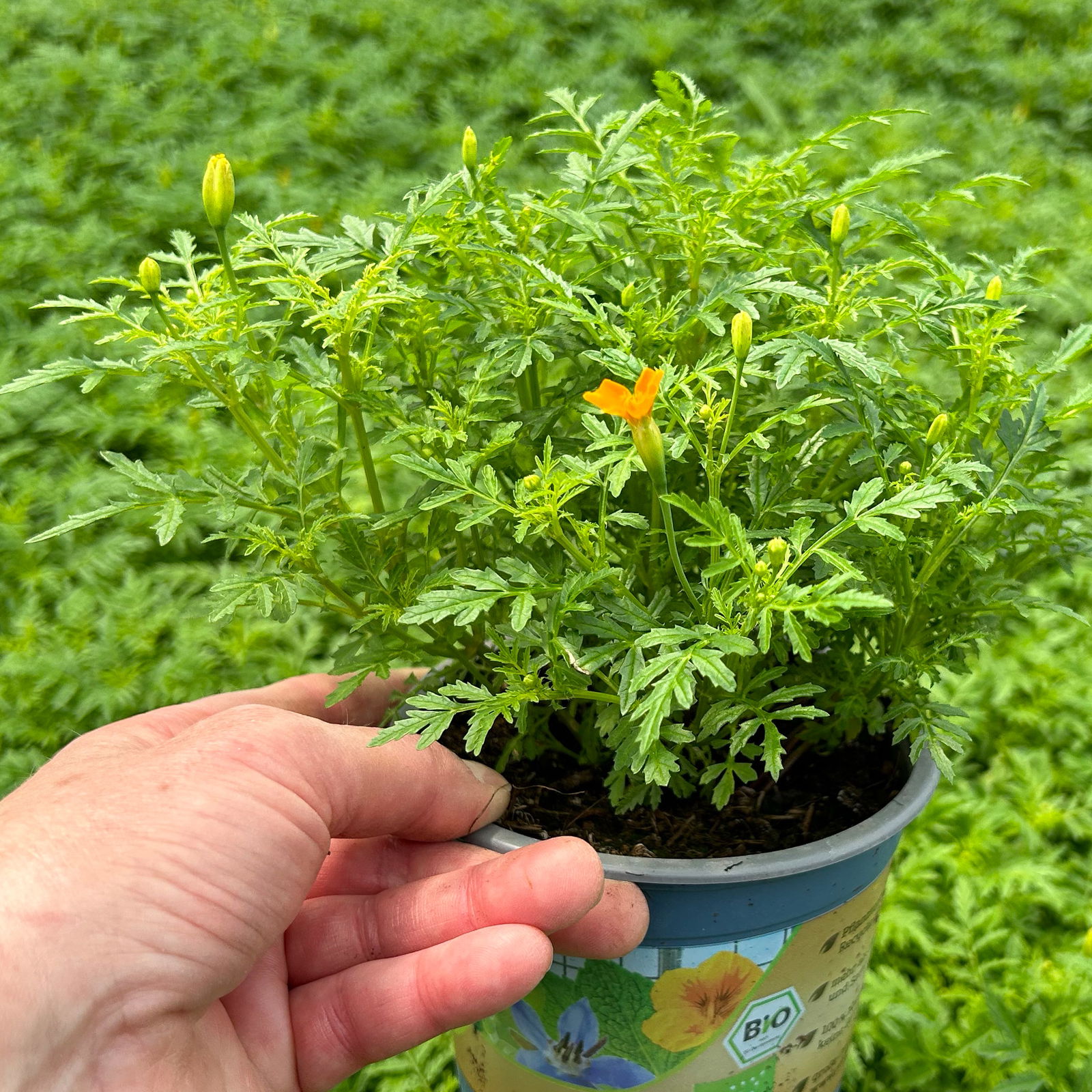 Kölle Bio Gewürztagetes, 12 cm Topf Kölle Bio Gewürztagetes, 12 cm Topf