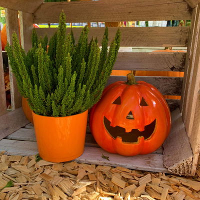 Besenheide SKYLINE® grün, Topf-Ø 13 cm, 3 Pflanzen