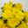 Chrysanthemen 'Chrysanne®Grandezza Yellow', gelb, Topf-Ø 13 cm, 4 Pflanzen