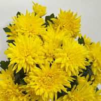 Chrysanthemen 'Chrysanne®Grandezza Yellow', gelb, Topf-Ø 13 cm, 4 Pflanzen