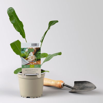 Bio Meerrettich, Topf-Ø 12 cm Bio Meerrettich, Topf-Ø 12 cm