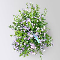 Hängepolster-Glockenblume 'Adansa® Pink', rosa, Ampeltopf-Ø 19 cm