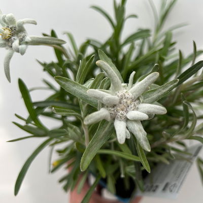 Alpen-Edelweiß, weiß, Topf 9x9 cm, 3 Pflanzen Alpen-Edelweiß, weiß, Topf 9x9 cm, 3 Pflanzen