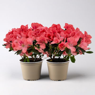 Azalee, Lachstöne, gefüllt, Topf-Ø 14 cm, 2 Stück Azalee, Lachstöne, gefüllt, Topf-Ø 14 cm, 2 Stück