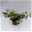 Lakritzstrohblume, 6er-Set, silberlaubig, Topf 12 cm Ø