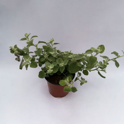 Helichrysum, silberlaubig, Topf- Ø 12/13 cm, 6 Stück