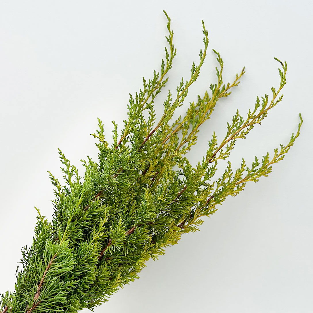 Wacholder 'Aurea' im Handbund, gelb, 3 Bund