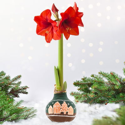Amaryllis in Wachs, Dekor 'Lebkuchen', handbemalt, Blüte rot Amaryllis in Wachs, Dekor 'Lebkuchen', handbemalt, Blüte rot