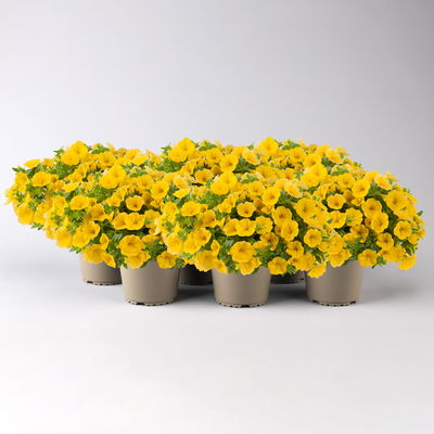 Zauberglöckchen 'Cabaret® Early Bright Yellow' gelb, Topf-Ø 13 cm, 6 Pflanzen Zauberglöckchen 'Cabaret® Early Bright Yellow' gelb, Topf-Ø 13 cm, 6 Pflanzen