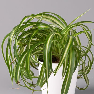 Grünlilie 'Bonnie' mit Keramiktopf Dallas weiß, Topf-Ø 12 cm, 2er-Set