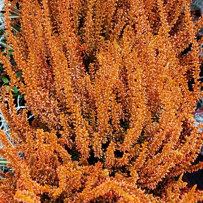 Knospenheide 'Picasso', orange gefärbt, Topf-Ø 12 cm, 6 Pflanzen
