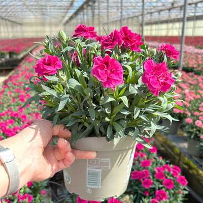 Nelke 'Oscar®', Farbe zufällig, Topf-Ø 14 cm, 4 Pflanzen