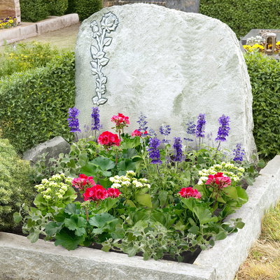 Grabbepflanzung Sommer rot-weiß-blau, 12 Pflanzen