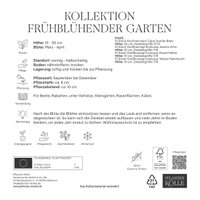 Frühblühende Gartenmischung, 50 Blumenzwiebeln Frühblühende Gartenmischung, 50 Blumenzwiebeln