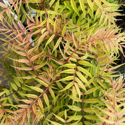 Niedrige Fiederspiere, Sorbaria sorbifolia 'Sem'(s), cremeweiß, Topf 5 l