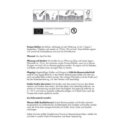 Dahlie 'Little Robert', rosa/weiß, 1 Blumenknolle