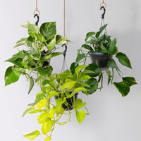 Grünpflanzen-Set Episches-Trio, Hängeampel-Ø 15 cm, 3 Pflanzen