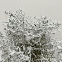 Calocephalus, winterweiß, silber geglittert, Topf-Ø 12 cm, 6 Pflanzen