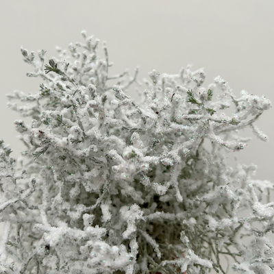Calocephalus, winterweiß, silber geglittert, Topf-Ø 12 cm, 6 Pflanzen Calocephalus, winterweiß, silber geglittert, Topf-Ø 12 cm, 6 Pflanzen