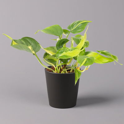 Philodendron 'Brasil' in Keramiktopf Dallas anthrazit, Topf-Ø 12cm, 3er-Set Philodendron 'Brasil' in Keramiktopf Dallas anthrazit, Topf-Ø 12cm, 3er-Set