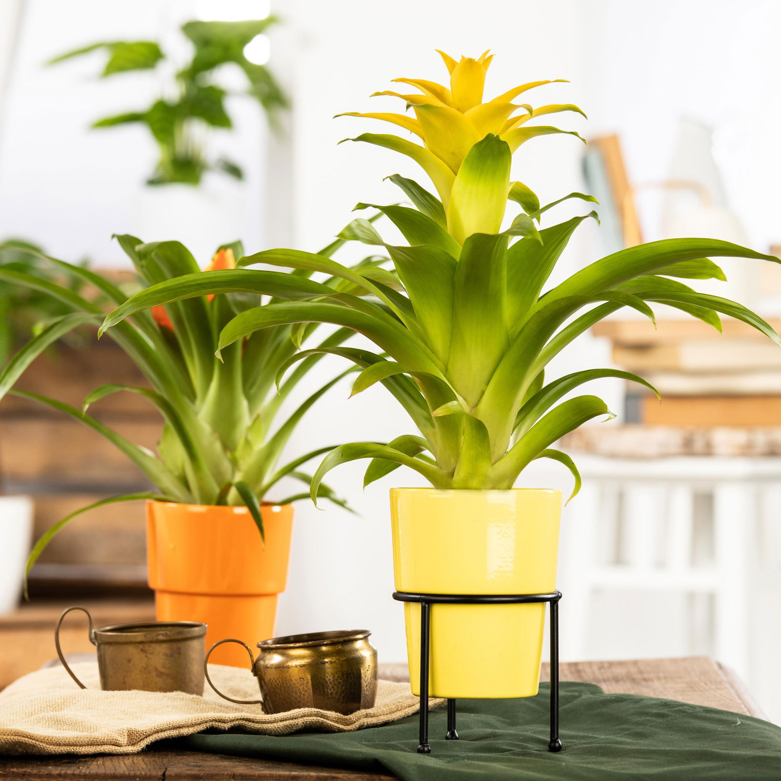 Guzmanie 'Diana', gelb, Topf-Ø 12 cm, im Übertopf Vibes gelb, Höhe ca. 50 cm