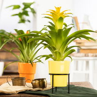 Guzmanie 'Diana', gelb, Topf-Ø 12 cm, im Übertopf Vibes gelb, Höhe ca. 50 cm