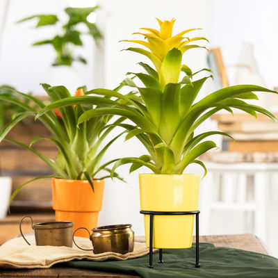 Guzmanie 'Diana', gelb, Topf-Ø 12 cm, im Übertopf Vibes gelb, Höhe ca. 50 cm