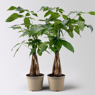 Glückskastanie, Topf-Ø 12 cm, Höhe ca. 45 cm, 2 Pflanzen Glückskastanie, Topf-Ø 12 cm, Höhe ca. 45 cm, 2 Pflanzen