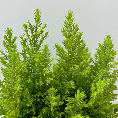 Gelbe Kegelzypresse 'Ellwood's Gold', Topf-Ø 13 cm, 6 Pflanzen