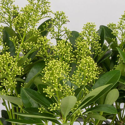 Blütenskimmie 'Finchy', Skimmia japonica, weiß, 4er Set, Topf 10,5 cm Ø Blütenskimmie 'Finchy', Skimmia japonica, weiß, 4er Set, Topf 10,5 cm Ø