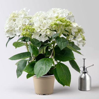 Hortensie Hovaria® 'Holibel' weiß, Topf-Ø 14 cm, Höhe ca. 40 cm