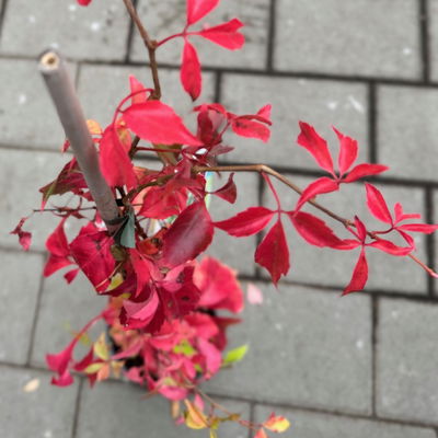 Wilder Wein 'Engelmanii', Höhe ca. 60 cm, Topf 2 Liter, 2 Stück