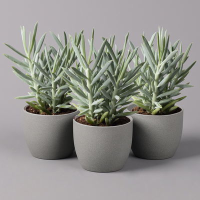 Senecio 'Aquarine® Mount Everest', Topf-Ø 12 cm, Höhe ca. 25 cm, 3er-Set Senecio 'Aquarine® Mount Everest', Topf-Ø 12 cm, Höhe ca. 25 cm, 3er-Set