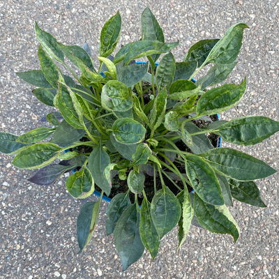 Sonnenhut 'Little Goldstar' goldgelb, Höhe 40-50 cm, Topf 3 Liter Sonnenhut 'Little Goldstar' goldgelb, Höhe 40-50 cm, Topf 3 Liter