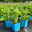 Bio Hummi® Erdbeere 'Neue Mieze', Topf 11x11cm, 3 Pflanzen