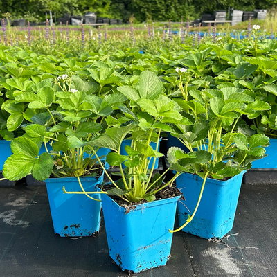 Bio Hummi® Erdbeere 'Neue Mieze', Topf 11x11cm, 3 Pflanzen