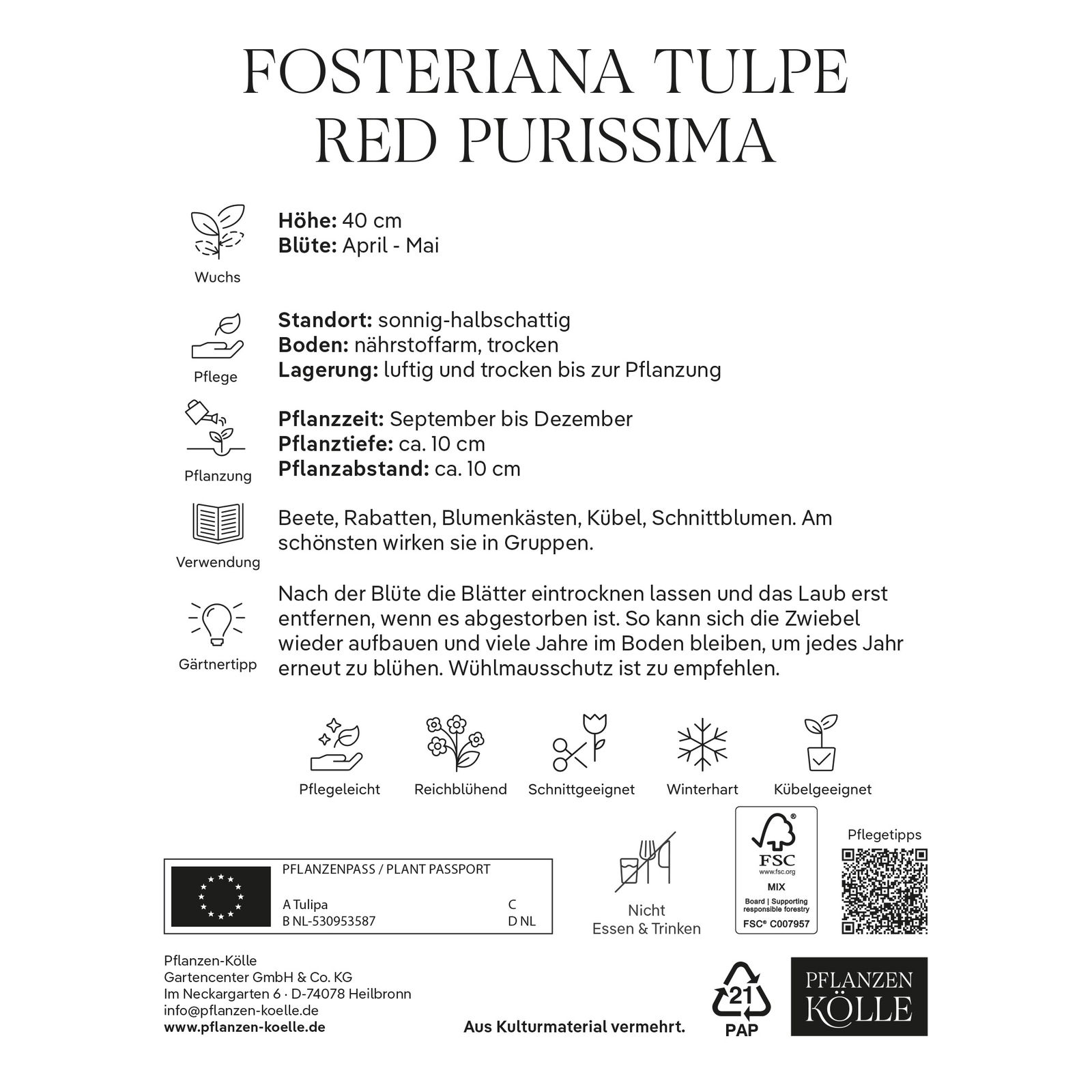 Kölles Beste Tulpe 'Red Purissima®', rot