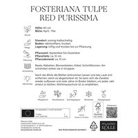 Kölles Beste Tulpe 'Red Purissima®', rot