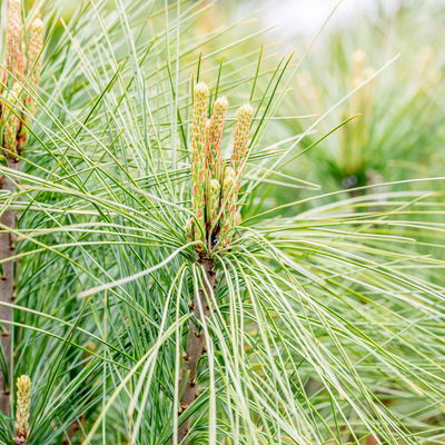 Tränenkiefer 'Densa Hill', Höhe 40-60 cm, Topf 5 Liter, 2er-Set Tränenkiefer 'Densa Hill', Höhe 40-60 cm, Topf 5 Liter, 2er-Set